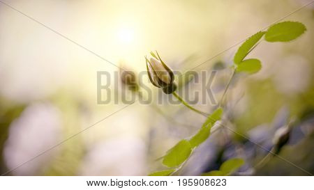 Dogrose flowers bud on a branch in the summer.