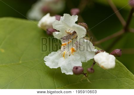 Flower of a Southern Catalpa tree Catalpa bignonioides.