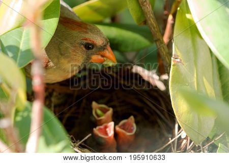 A female cardinal bird has a green worm in its mouth to feed her three babies in the nest. One of the babies has a worm in its throught. All three babies have thier mouths open