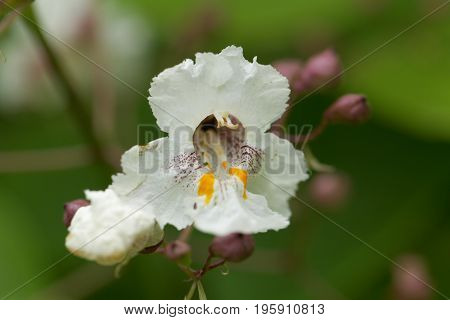 Flower of a Southern Catalpa tree Catalpa bignonioides.