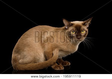 Chocolate Burmese Cat Sitting and Looks cute isolated on black background