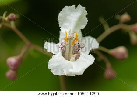 Flower of a Southern Catalpa tree Catalpa bignonioides.