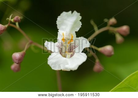 Flower of a Southern Catalpa tree Catalpa bignonioides.