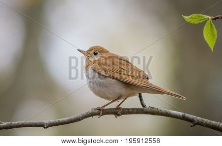 Wood Thrush (Hylocichia Mustelina) perched on a limb