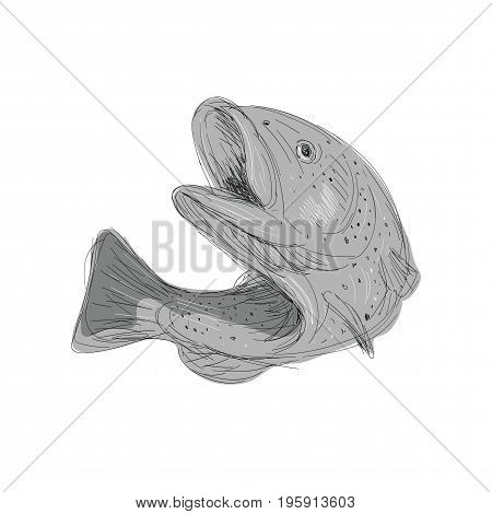 Illustration of a Cutthroat Trout Jumping done in hand sketch Drawing style.