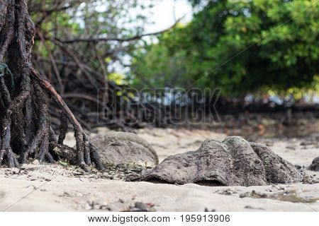 Giant ocean shell outside on the tropical island Nusa Lembongan, Indonesia, Asia, .