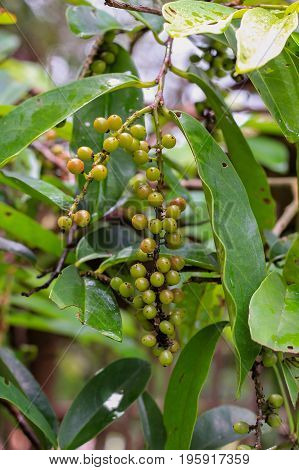 Antidesma puncticulatum Miq. , Mamao (thai name) Thai fruit