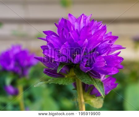 Campanula glomerata Clustered Bellflower purple ball flower outside in the garden