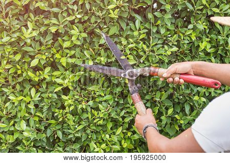 Gardener Cutting A Hedge In The Garden. Focus On Scissor