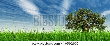 ความละเอียดสูงต้น baobab เครื่องมือ 3D ในหญ้าและท้องฟ้า มีเมฆ