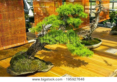 European Larch - Bonsai In The Style Of 