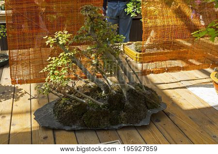 Trident Maple - Bonsai In The Style Of 