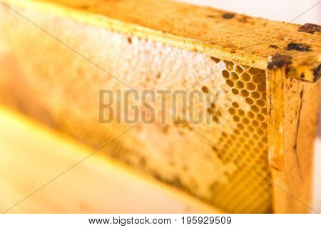 wooden frame with honeycomb full of honey