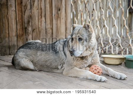 Adult large Central Asian shepherd dog lies with the orange ball near his home on a wooden floor