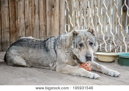 Adult large Central Asian shepherd dog lies with the orange ball near his home on a wooden floor