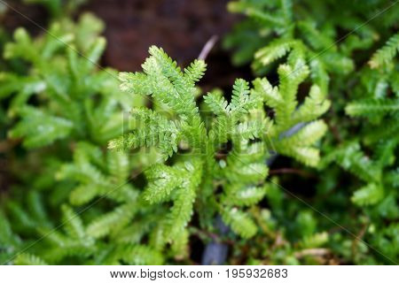 fresh green fern selaginella involvens on the ground