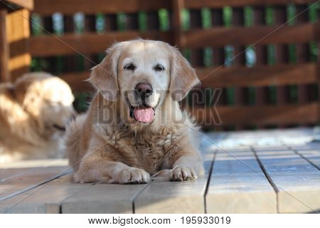 Beautiful golden retriver lie on the terrace.