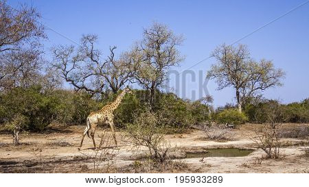 Giraffe in Kruger national park, South Africa ; Specie Giraffa camelopardalis family of Giraffidae