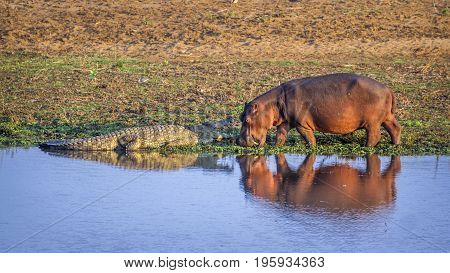 Hippopotamus and Nile crocodile in Kruger national park, South Africa ; Specie Hippopotamus amphibius family of Hippopotamidae