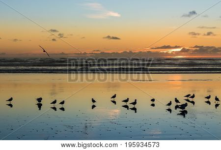 Sea gulls at Foxton Beach New Zealand as the sun goes down.
