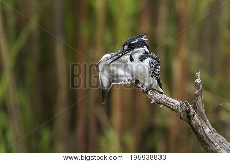 Pied kingfisher in Kruger national park, South Africa ; Specie Ceryle rudis family of Alcedinidae