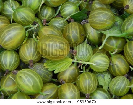 Berry gooseberries, harvesting agrus garden for nature