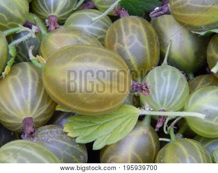 Berry gooseberries, harvesting agrus garden for nature