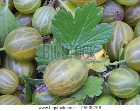 Berry gooseberries, harvesting agrus garden for nature