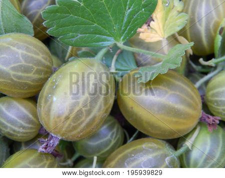 Berry gooseberries, harvesting agrus garden for nature