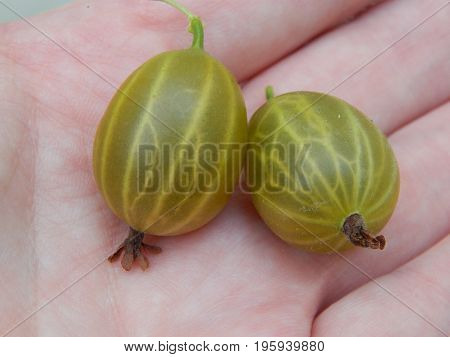 Berry gooseberries, harvesting agrus garden for nature