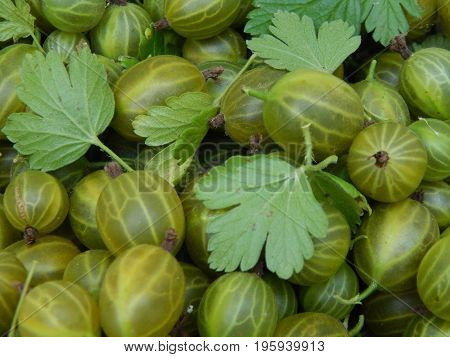 Berry gooseberries, harvesting agrus garden for nature