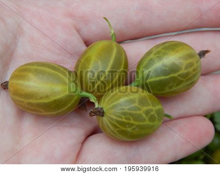Berry gooseberries, harvesting agrus garden for nature