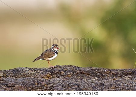 Three-banded plover in Kruger national park, South Africa ; Specie Charadrius tricollaris family of Charadriidae