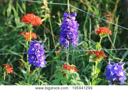 Delphinium and Lychnis chalcedonica in the summer gardend