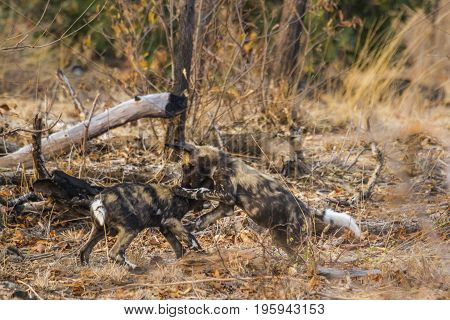 African wild dog in Kruger national park, South Africa ; Specie Lycaon pictus family of Canidae