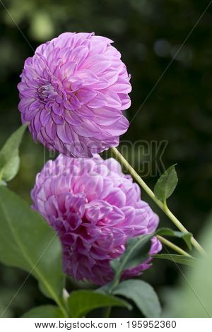 2 Bracken Sequel Dahlia Flowers: Portrait Orientation