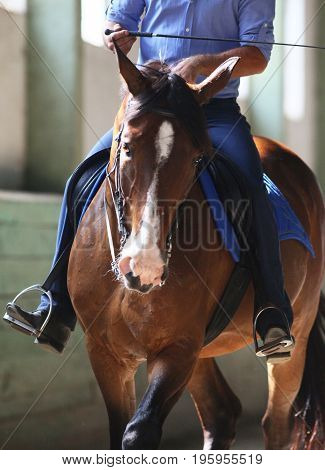 Unknown rider on dressage training sit in saddle