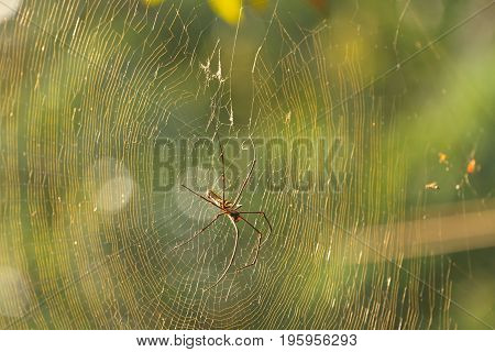 Nephila Maculata, Giant Wood Spider in Laos