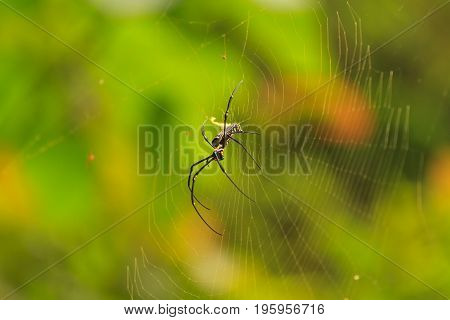 female Golden Web Spider Nephila pilipesin the forest of Laos
