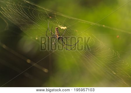 female Golden Web Spider Nephila pilipesin the forest of Laos