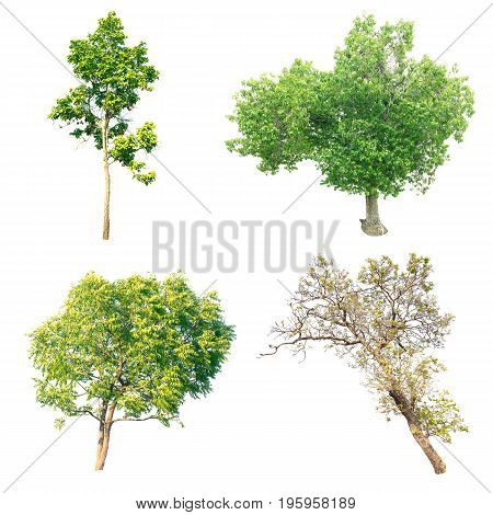 Group of isolated tree on white background.
