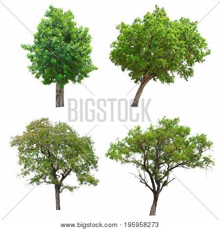 Group of isolated tree on white background.