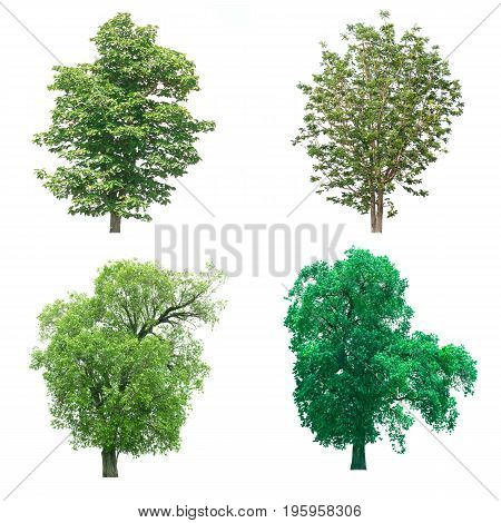 Group of isolated tree on white background.