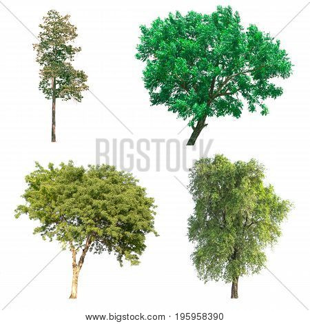 Group of isolated tree on white background.