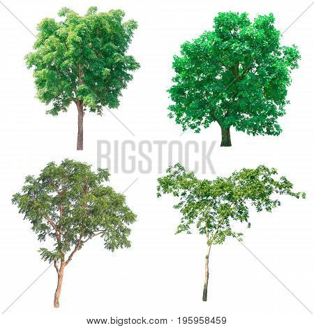 Group of isolated tree on white background.
