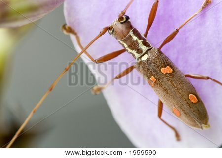 Longhorn Bille (Batocera Sp.)