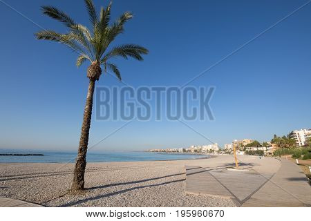 Palm Tree And Wooden Boardwalk In Beach Of Benicassim