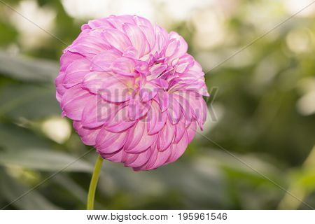Single Pink Bracken Sequel Dahlia Flower Facing Right
