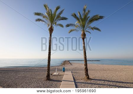 Two Palm Trees In Beach Framing Ocean