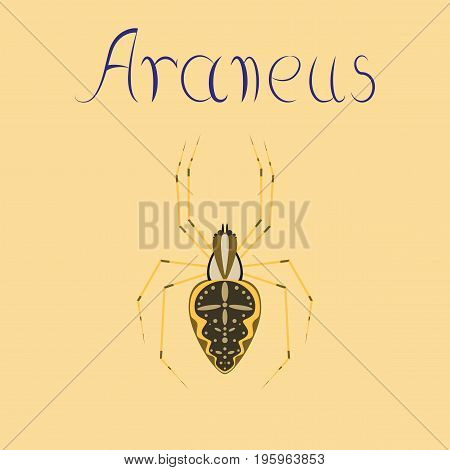flat illustration on stylish background spider Araneus
